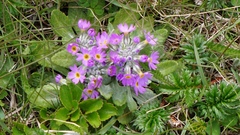 Primula laurentiana