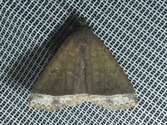 Coremagnatha orionalis