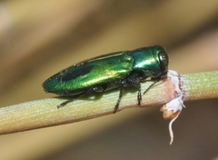 Chrysobothris prasina