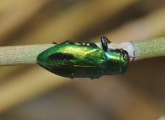 Chrysobothris prasina