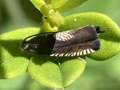 Grapholita tristrigana