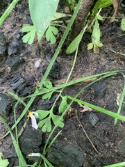 Capnoides sempervirens