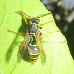 Vespidae