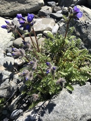 Polemonium boreale