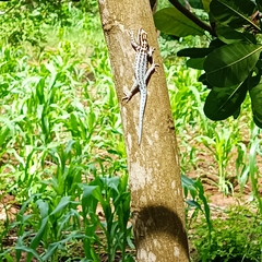 Lygodactylus mombasicus