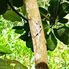 Lygodactylus mombasicus