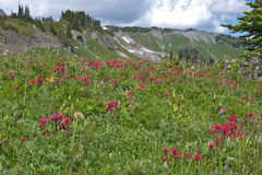 Castilleja parviflora oreopola