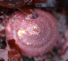 Acmaea mitra image