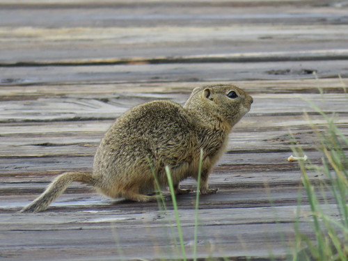 Wyoming Ground Squirrel