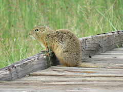 Wyoming Ground Squirrel photo 5