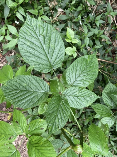 Rubus bollei image