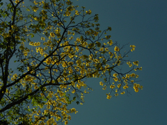 Handroanthus ochraceus