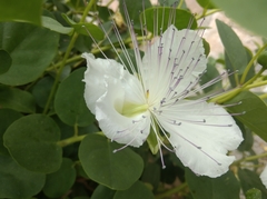 Capparis orientalis