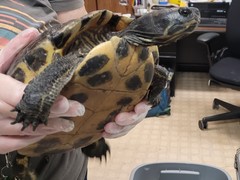 Trachemys scripta