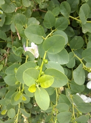 Capparis orientalis