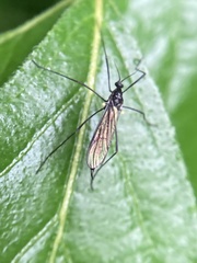 Gnophomyia