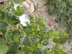 Capparis orientalis