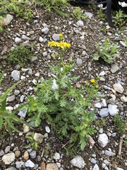 Senecio squalidus rupestris
