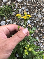Senecio squalidus rupestris