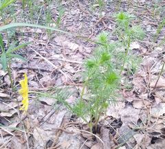 Adonis vernalis