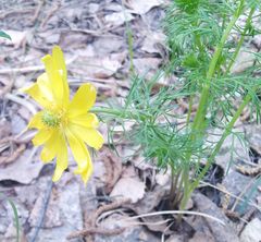 Adonis vernalis