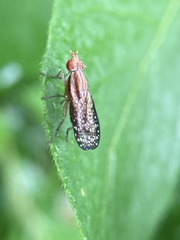 Trypetoptera