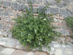 Capparis orientalis