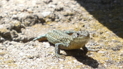 Podarcis guadarramae