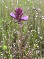 Orthocarpus bracteosus