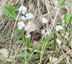 Myosotis imitata