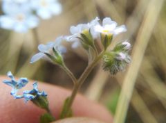 Myosotis imitata