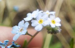 Myosotis imitata
