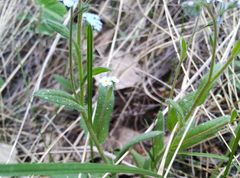 Myosotis imitata