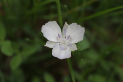 Calochortus nudus