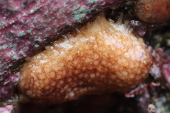 Eupentacta pseudoquinquesemita