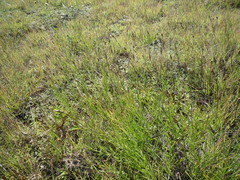 Psephellus trinervius