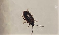 Microtheca