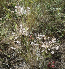 Allium inaequale