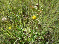 Hieracium robustum