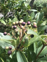 Viburnum tinoides