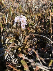 Cardamine purpurea