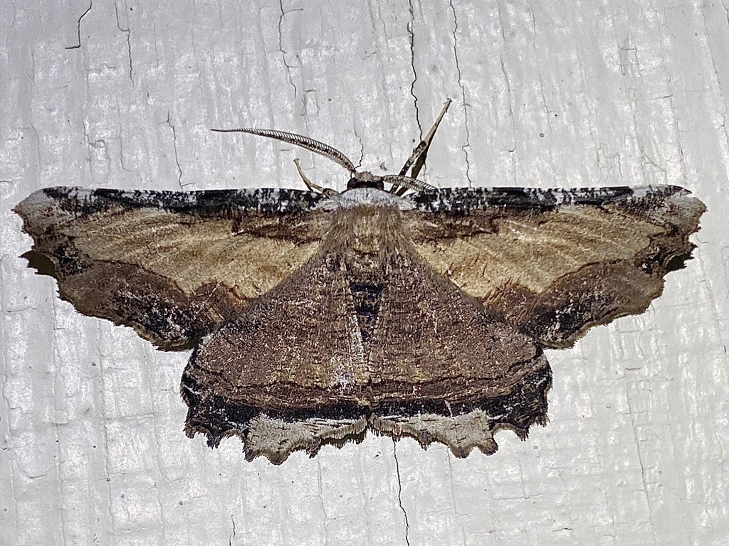 Lytrosis sinuosa
