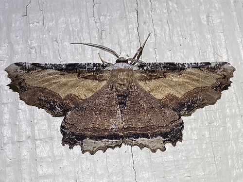 Lytrosis sinuosa