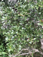 Viburnum tinoides