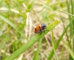 Clytra quadripunctata