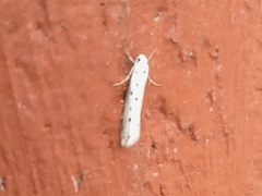 Ethmia terminella