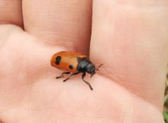 Clytra quadripunctata