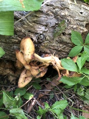 Pleurotus citrinopileatus