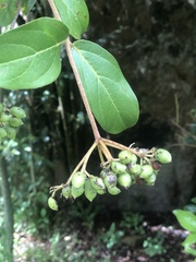 Viburnum tinoides