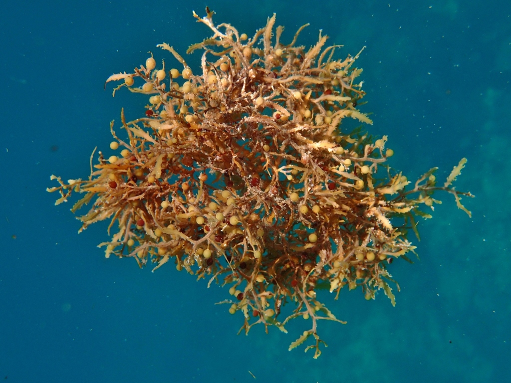 Sargassum